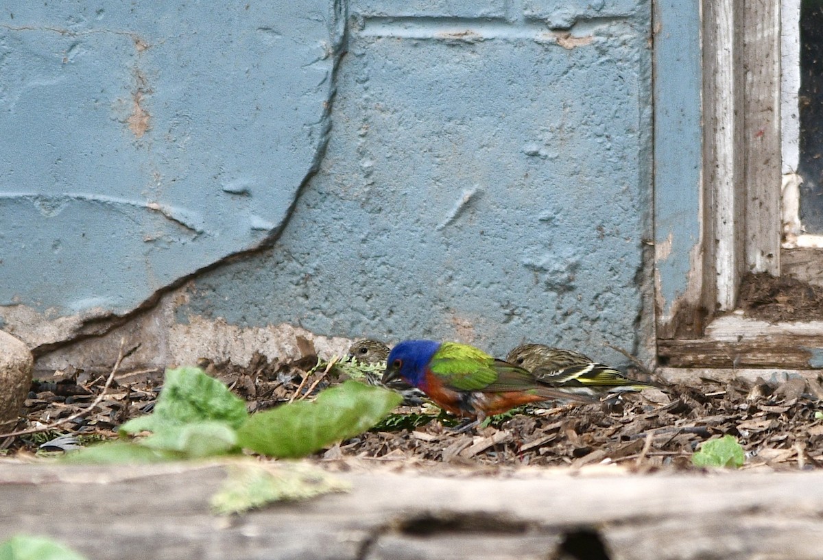 Painted Bunting - ML619142157