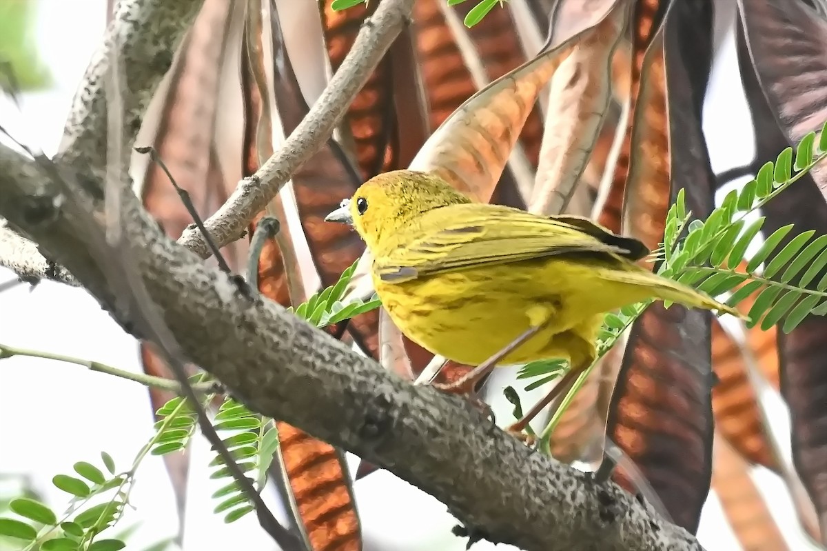 Yellow Warbler - ML619142231