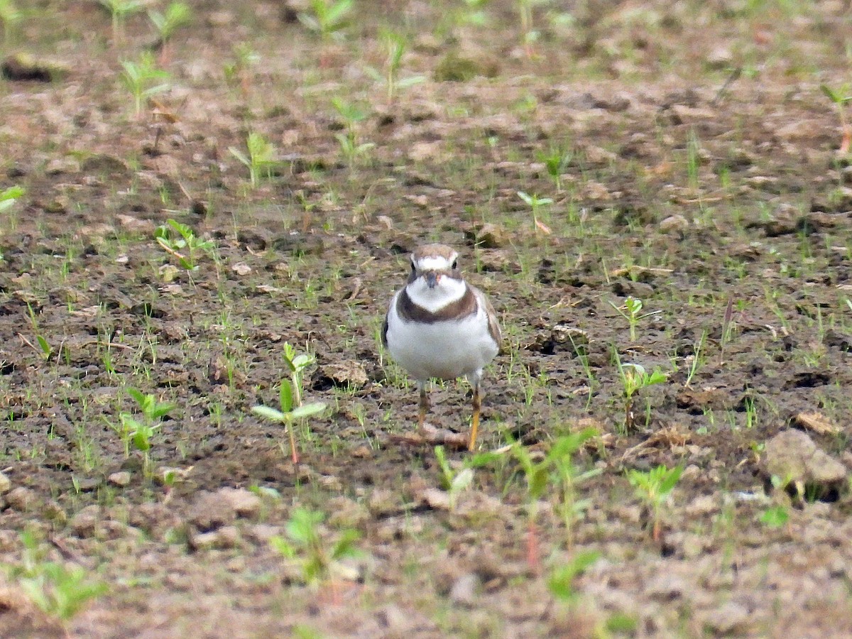 Semipalmated Plover - ML619142238