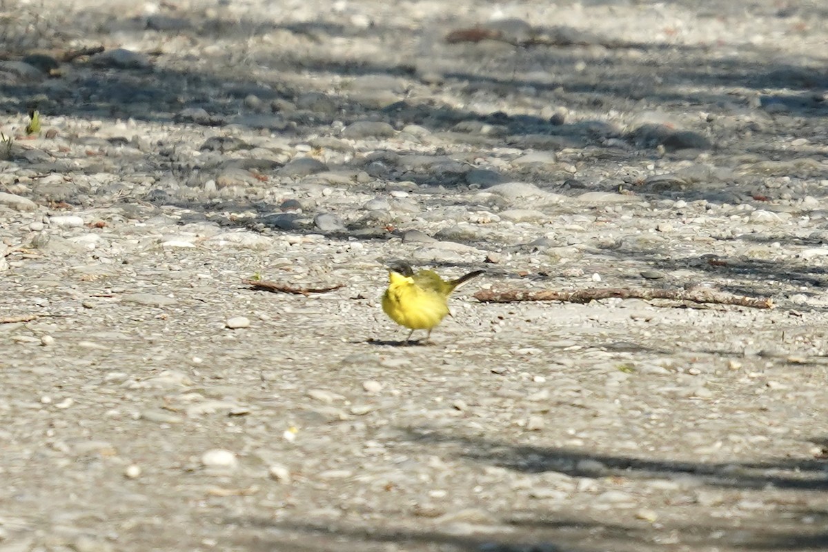Western Yellow Wagtail (thunbergi) - ML619142239