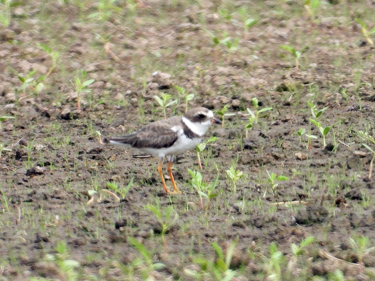 Semipalmated Plover - ML619142247