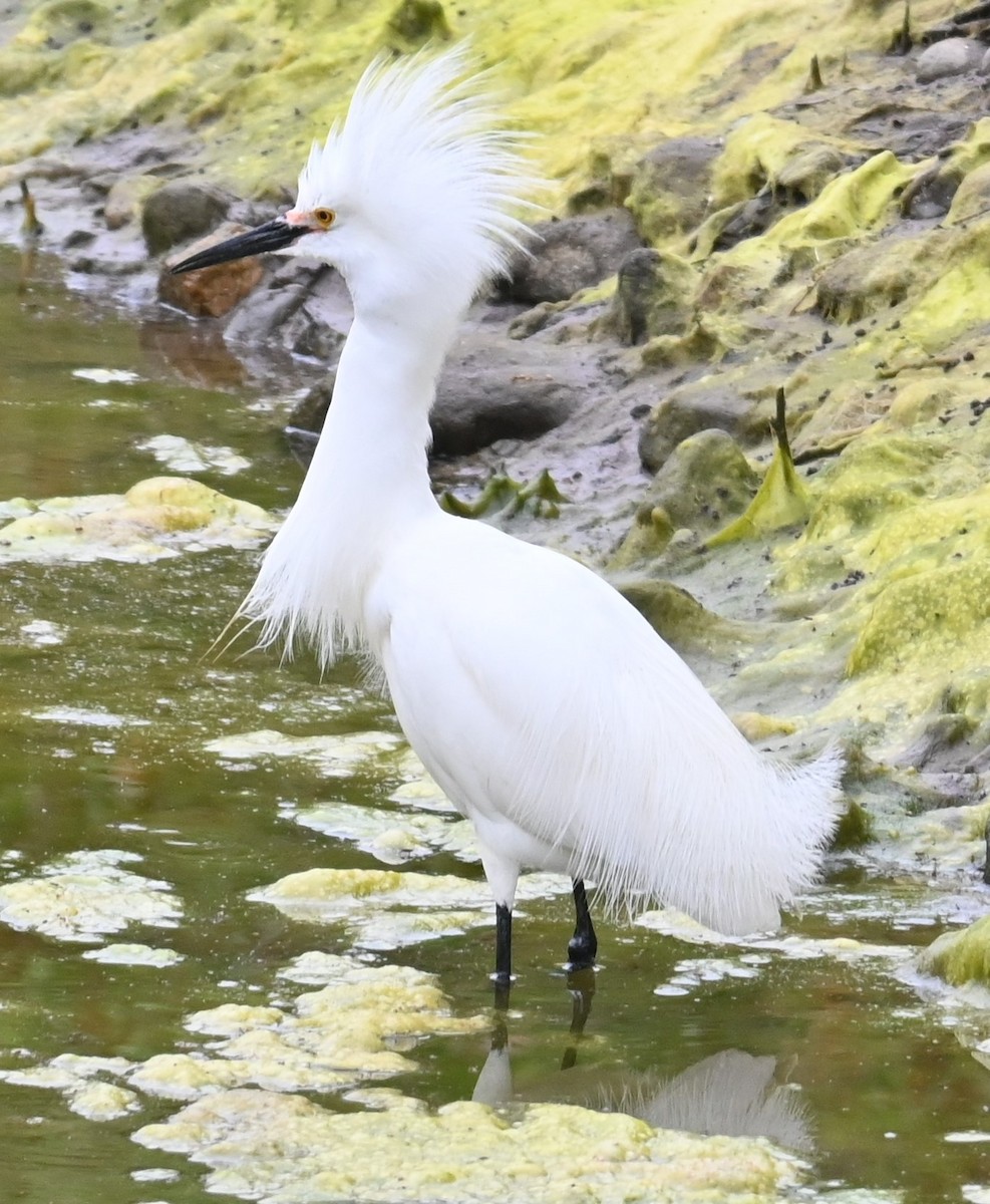 white egret sp. - ML619142327