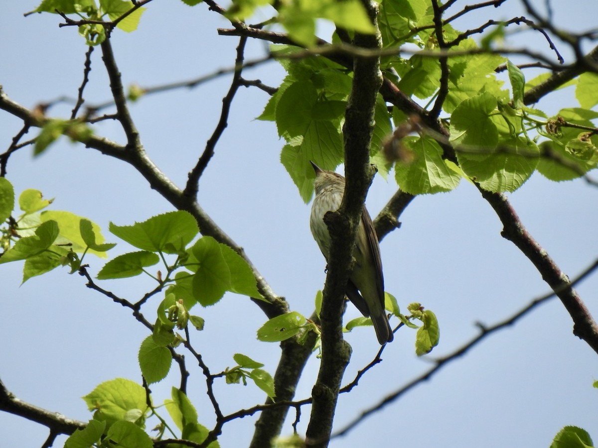Spotted Flycatcher (Spotted) - ML619142381