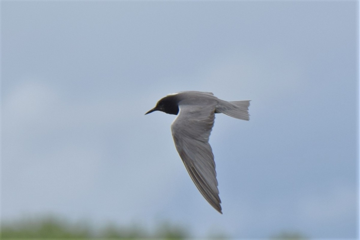Black Tern - Ken Milender