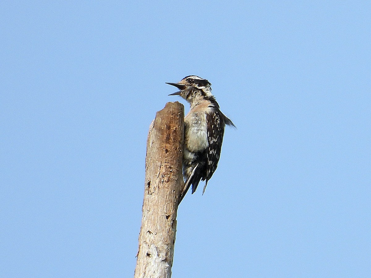 Downy Woodpecker - ML619142444