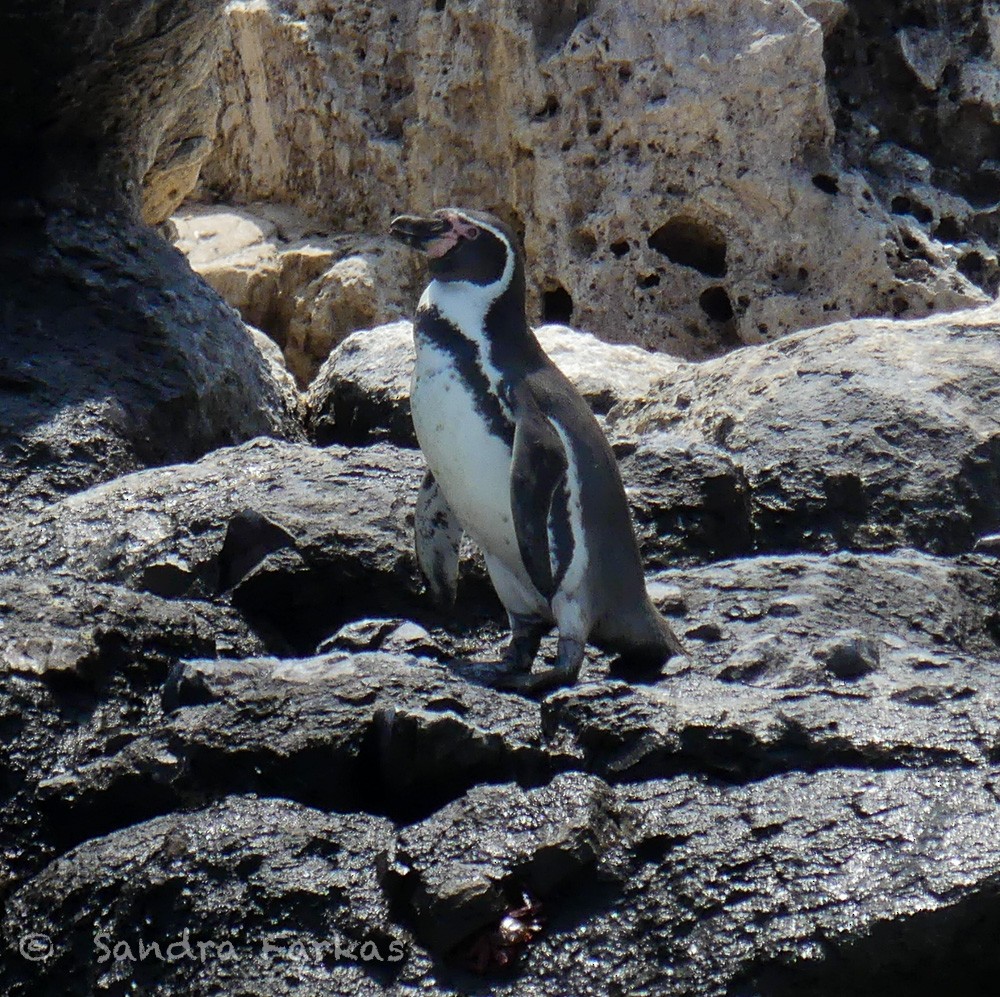 tučňák Humboldtův - ML619142454