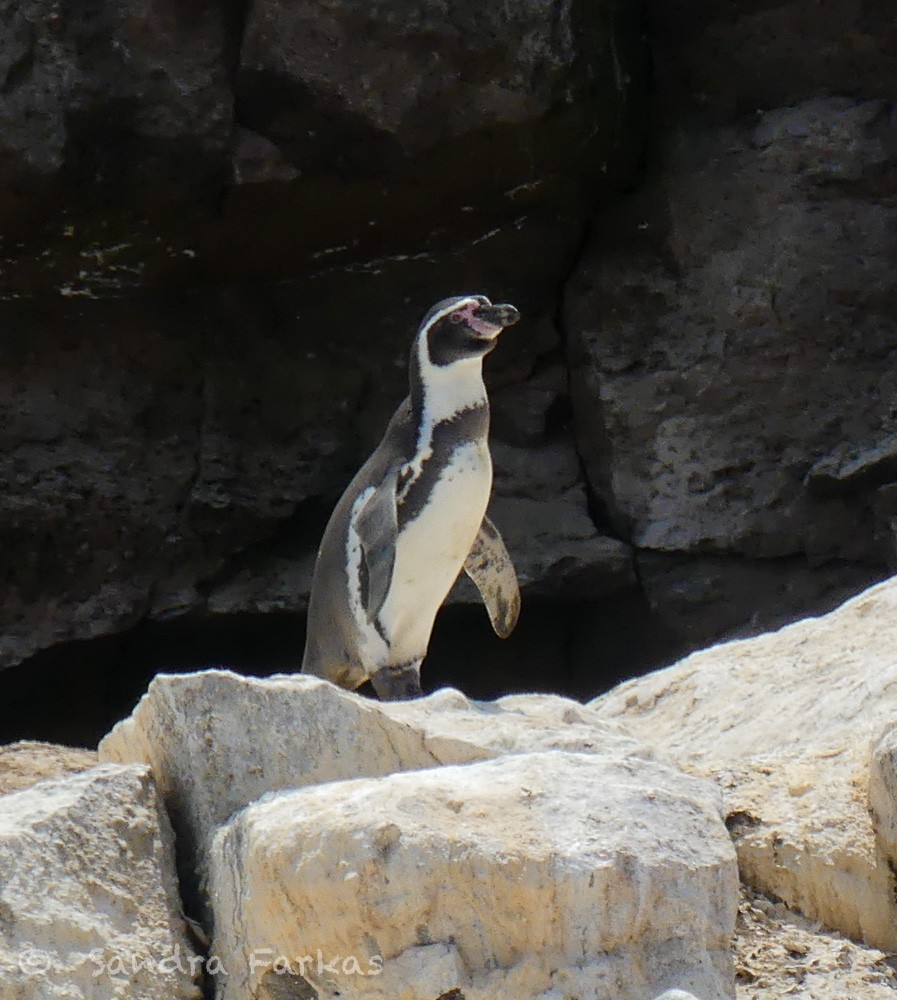 Humboldt Penguin - ML619142455