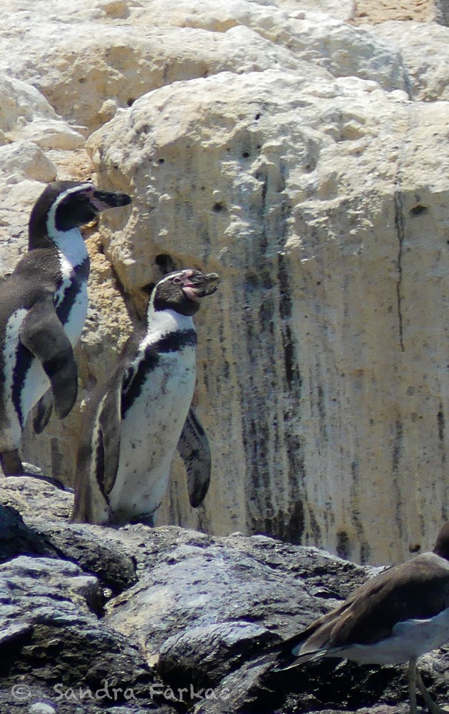 Pingüino de Humboldt - ML619142457