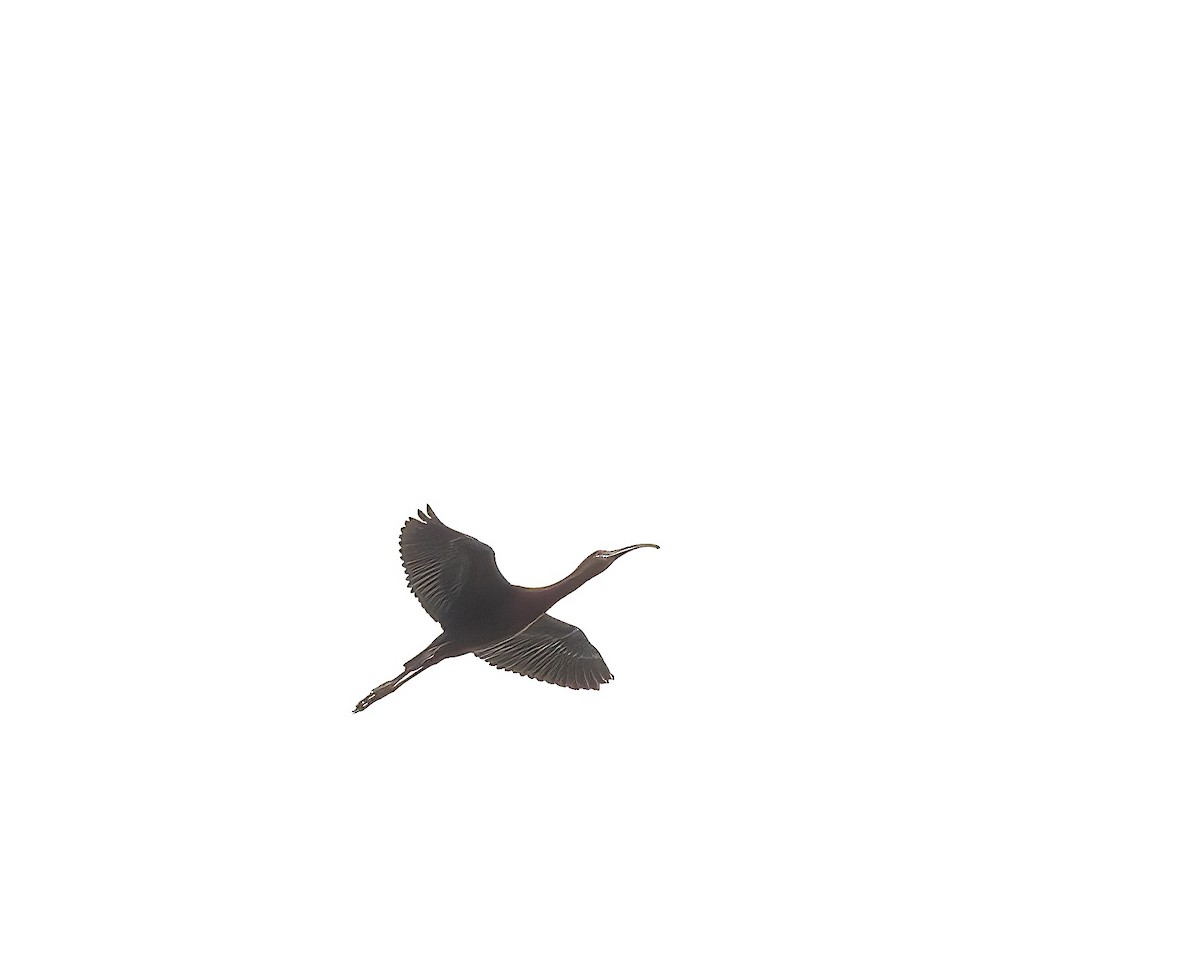 ibis americký - ML619142467