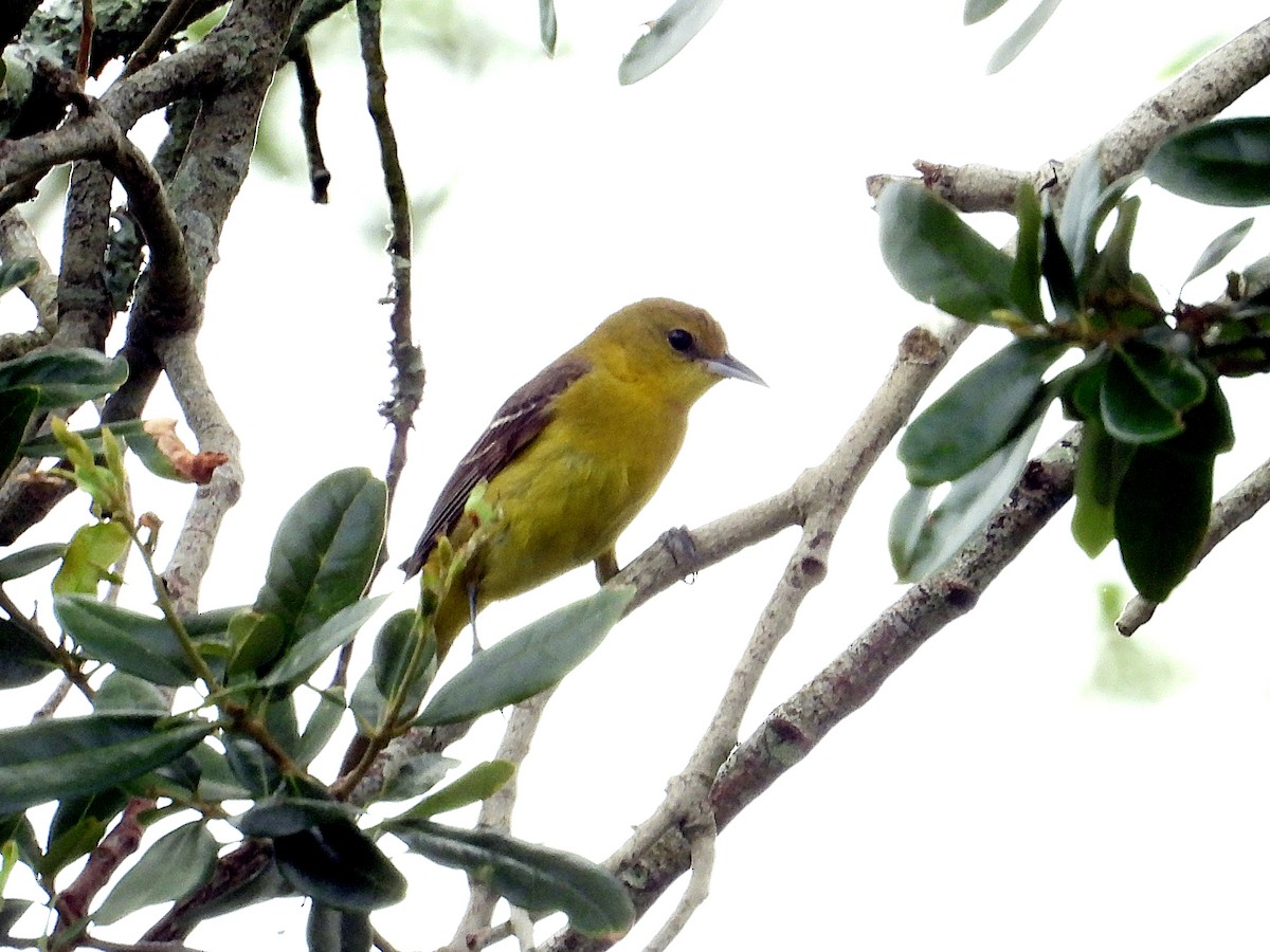 Orchard Oriole - ML619142483