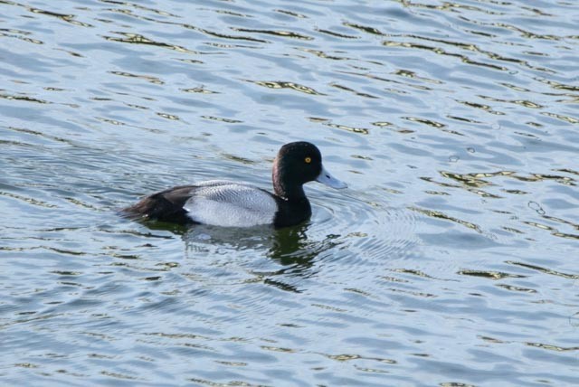 Greater Scaup - ML619142499