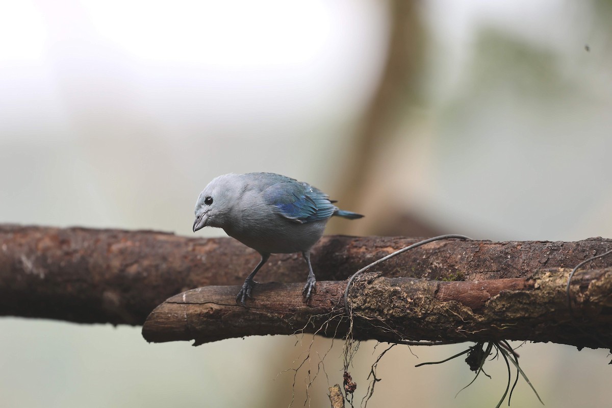 Blue-gray Tanager - ML619142590