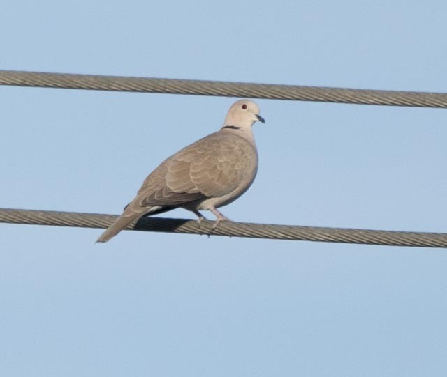 Eurasian Collared-Dove - ML619142626