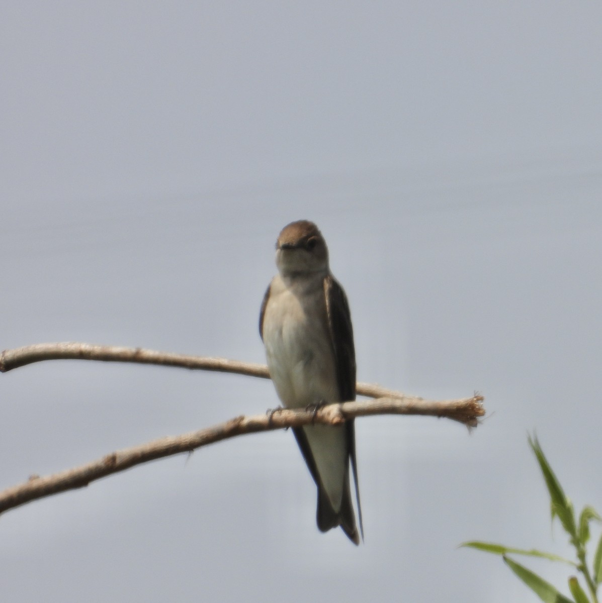 Northern Rough-winged Swallow - ML619142630