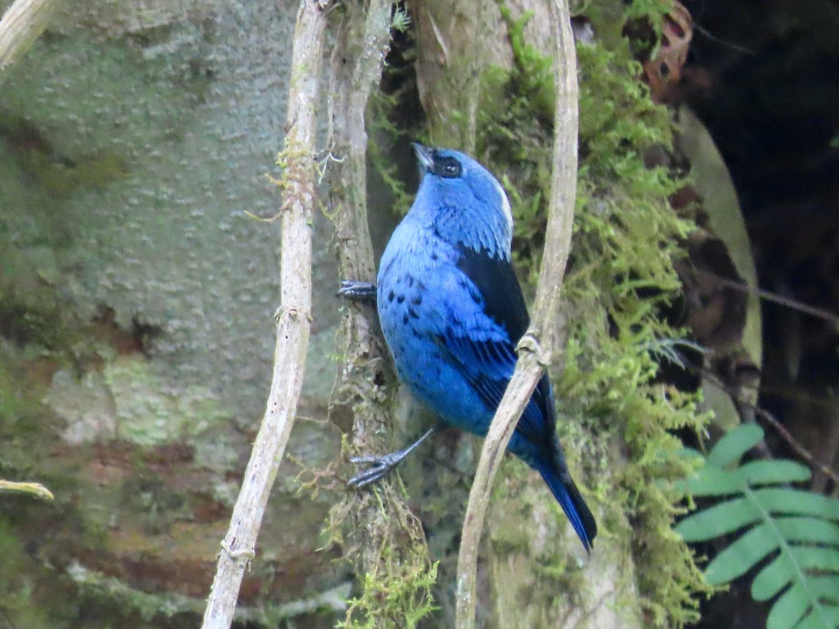 Blue-and-black Tanager - ML619142650