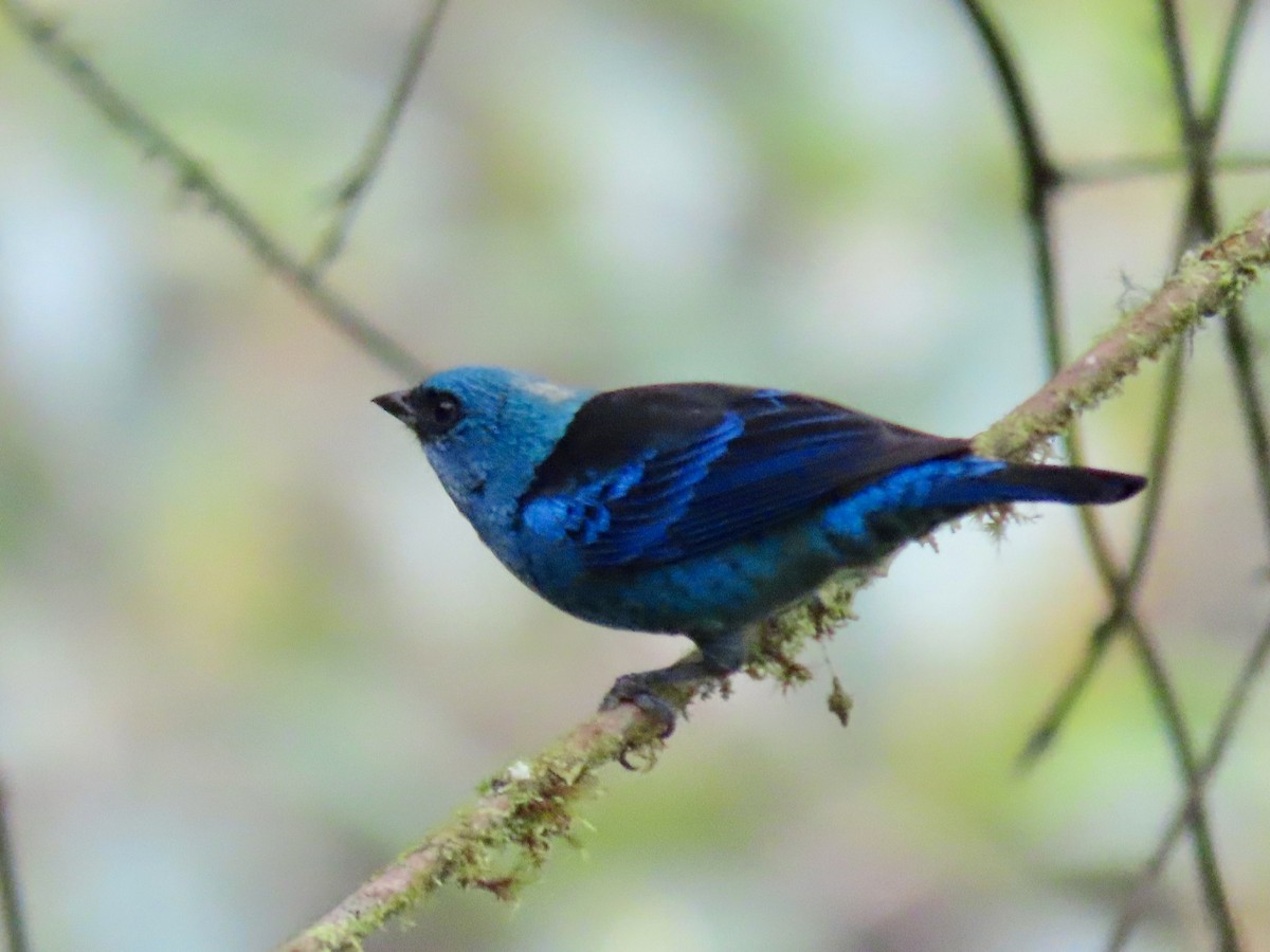Blue-and-black Tanager - ML619142653