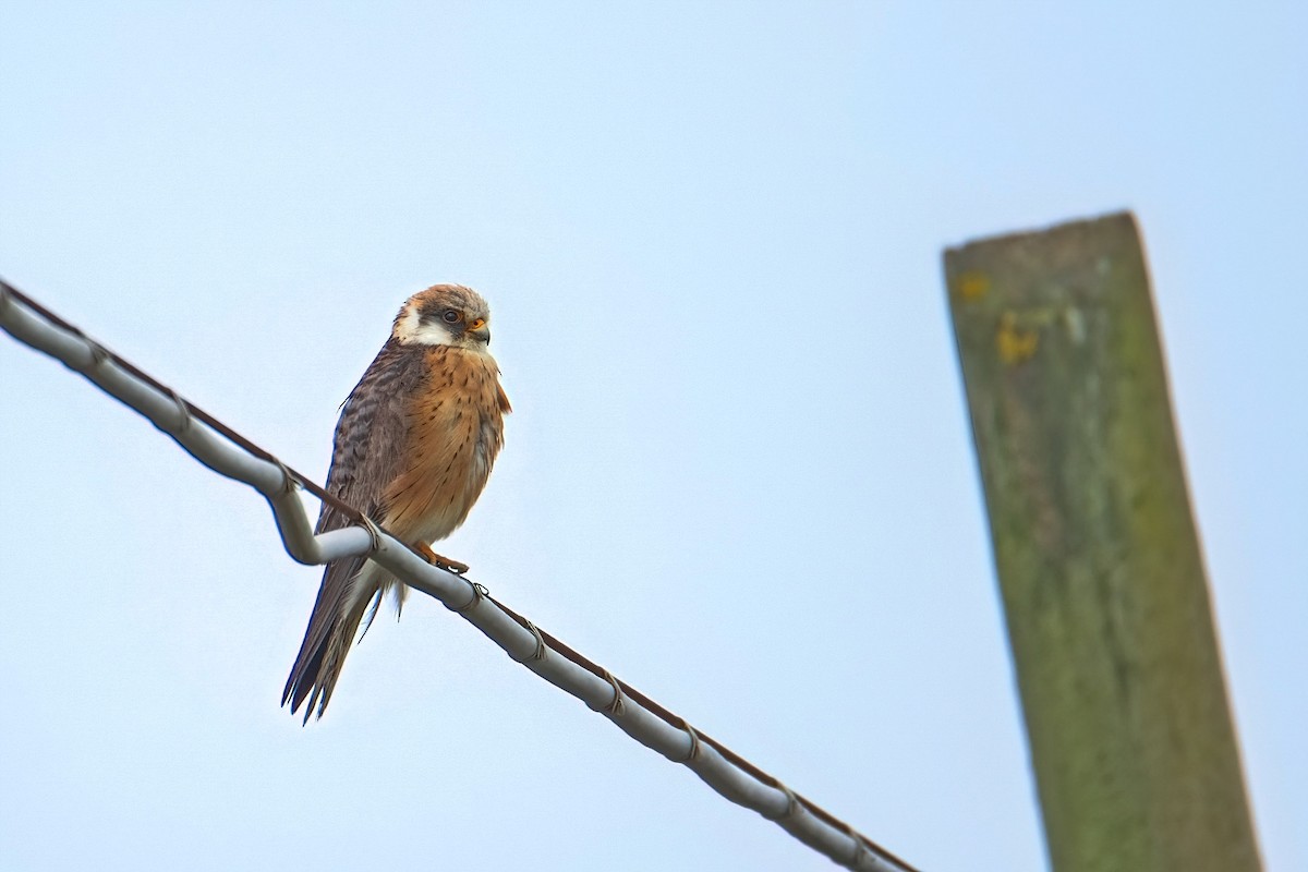 Red-footed Falcon - ML619142689