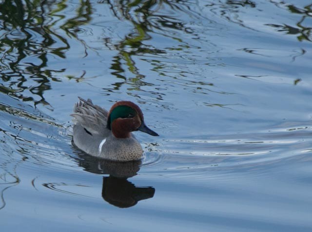 Green-winged Teal - ML619142750