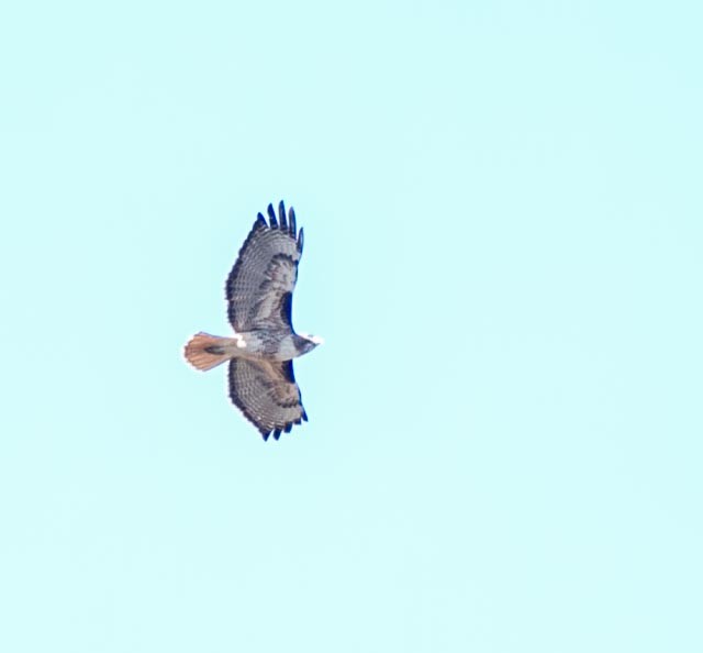 Red-tailed Hawk - ML619142790