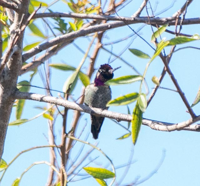 Anna's Hummingbird - ML619142820
