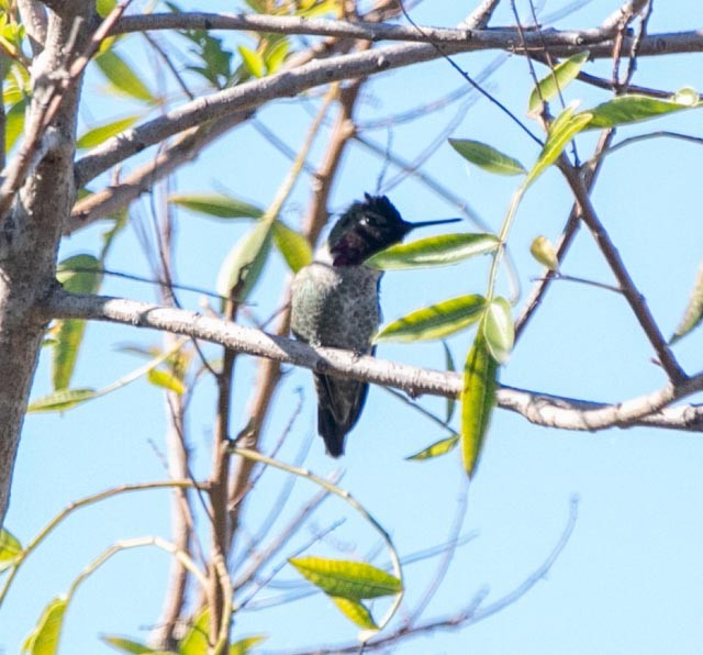 Anna's Hummingbird - ML619142821