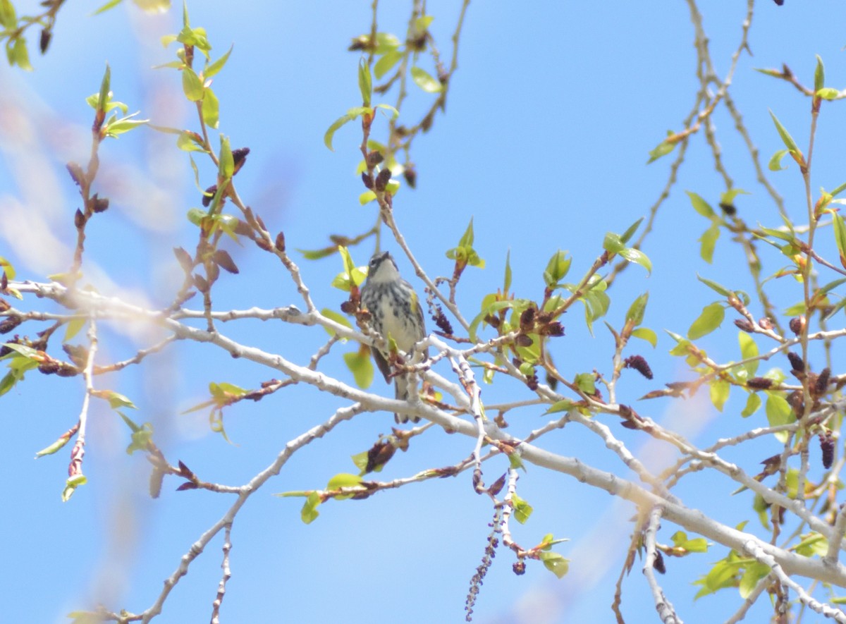 Yellow-rumped Warbler (Myrtle) - ML619142835