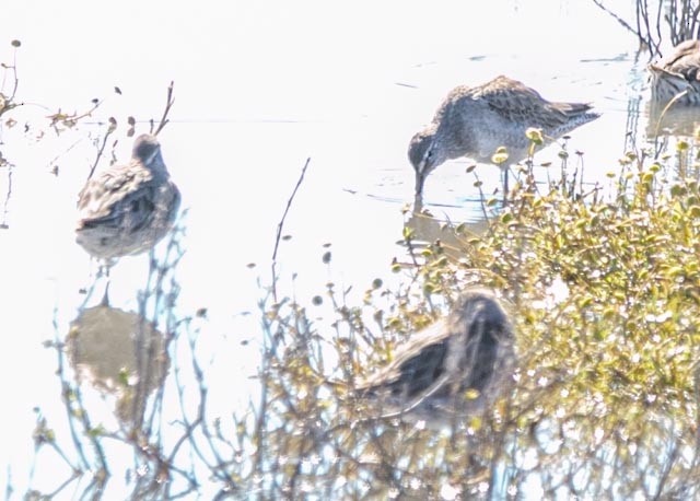 Long-billed Dowitcher - ML619142845