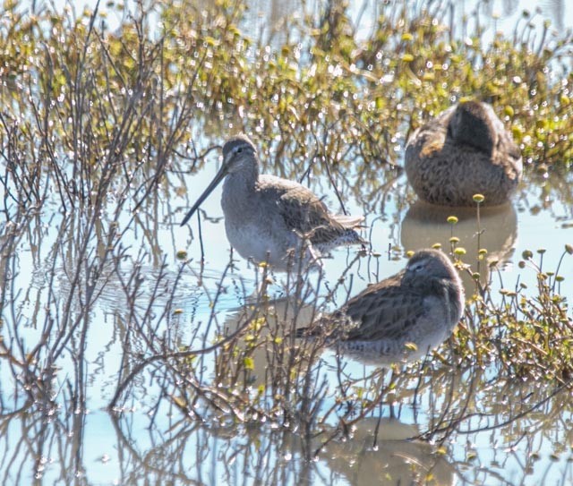 Long-billed Dowitcher - ML619142849