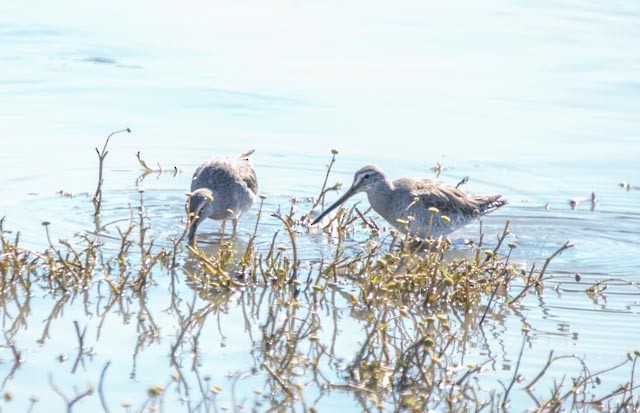Long-billed Dowitcher - ML619142850