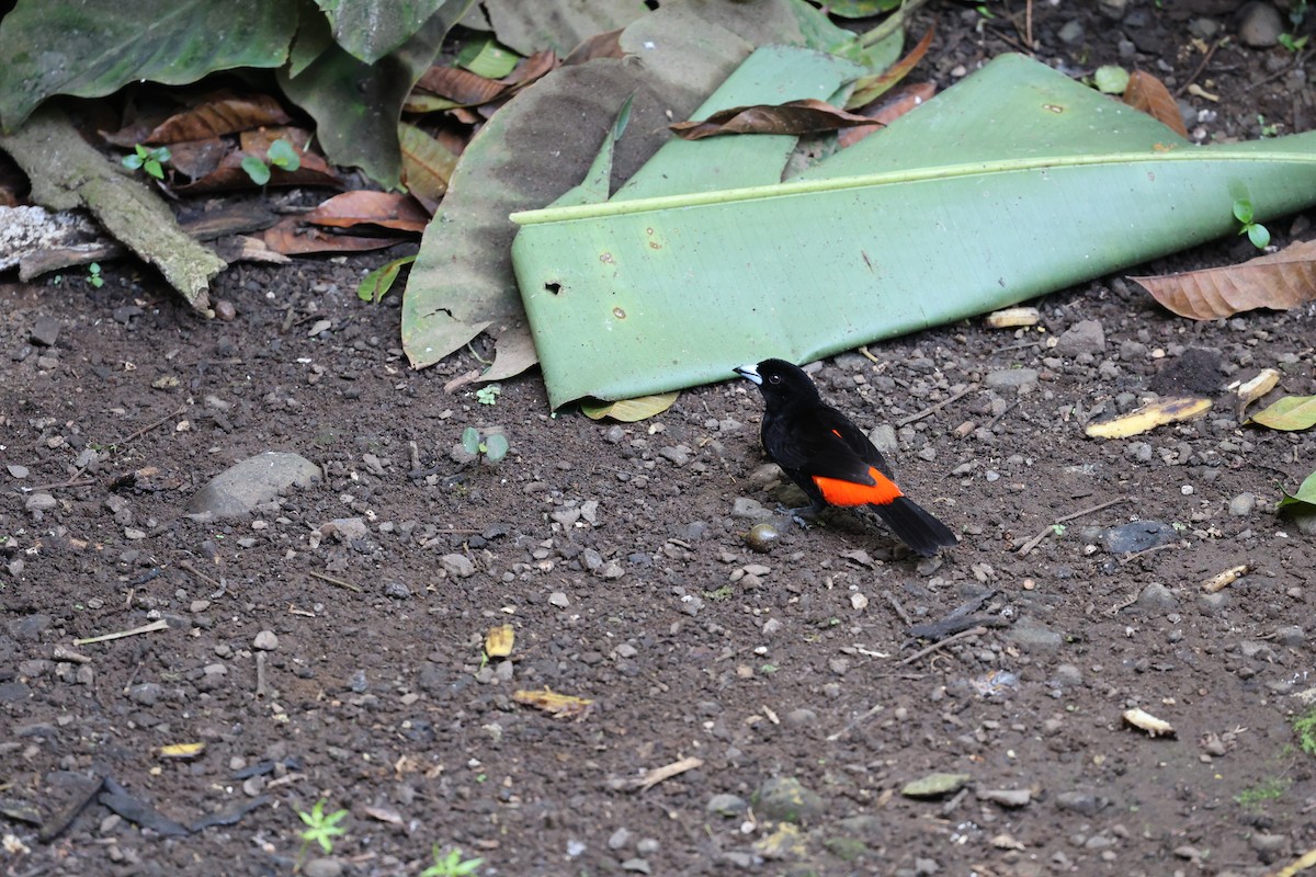 Scarlet-rumped Tanager - ML619142877