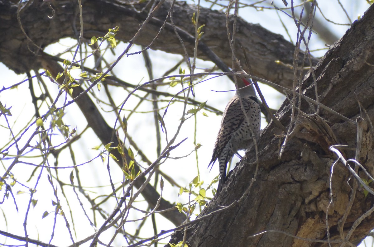 Northern Flicker (Red-shafted) - ML619142918