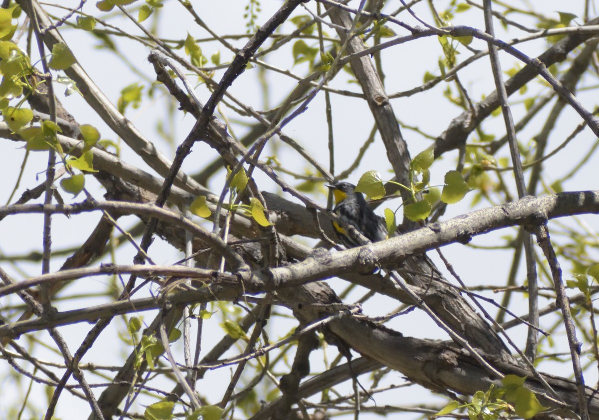Yellow-rumped Warbler (Audubon's) - ML619142929
