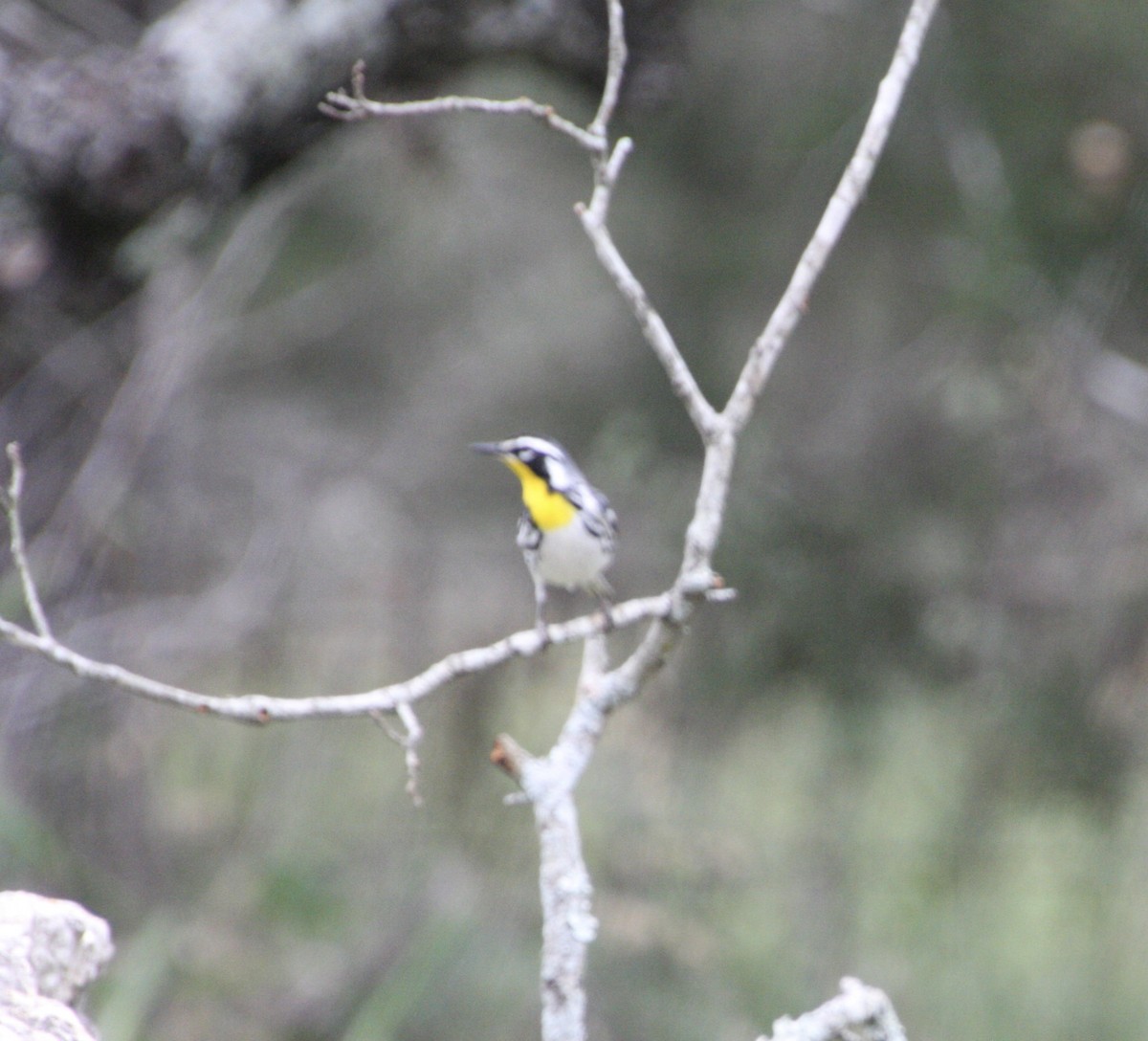 Yellow-throated Warbler - ML619142963