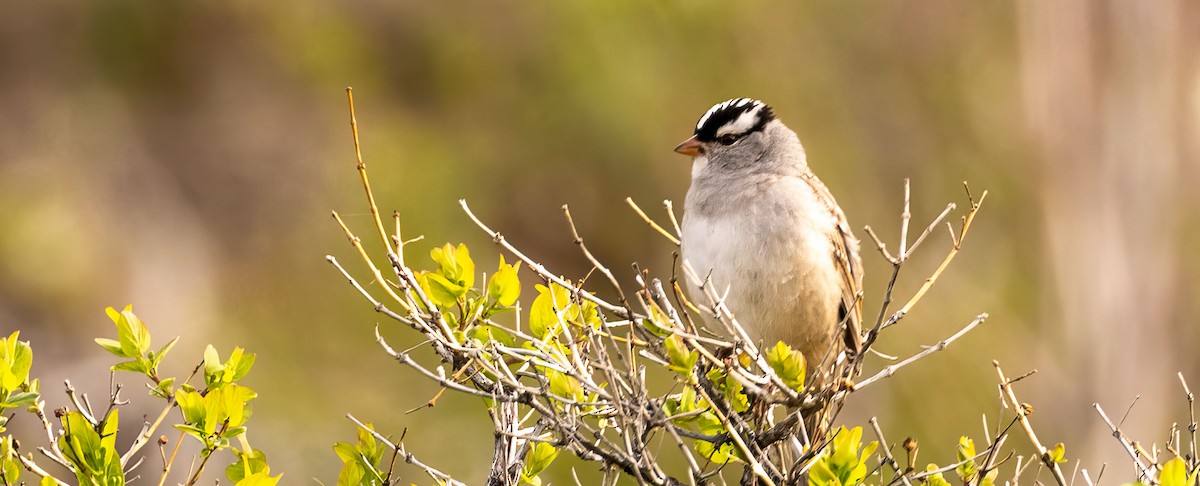White-crowned Sparrow - ML619142974