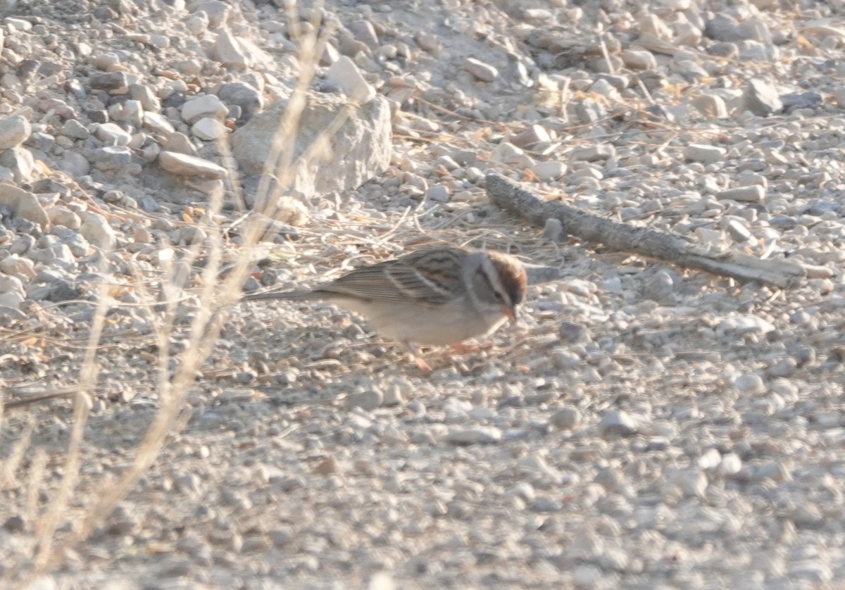 Chipping Sparrow - ML619142975