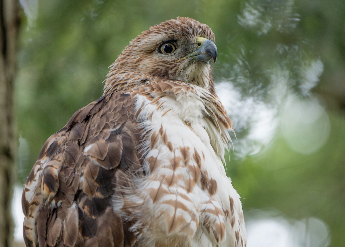 Red-tailed Hawk - ML619142977
