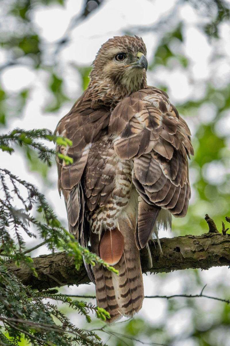 Red-tailed Hawk - ML619142978