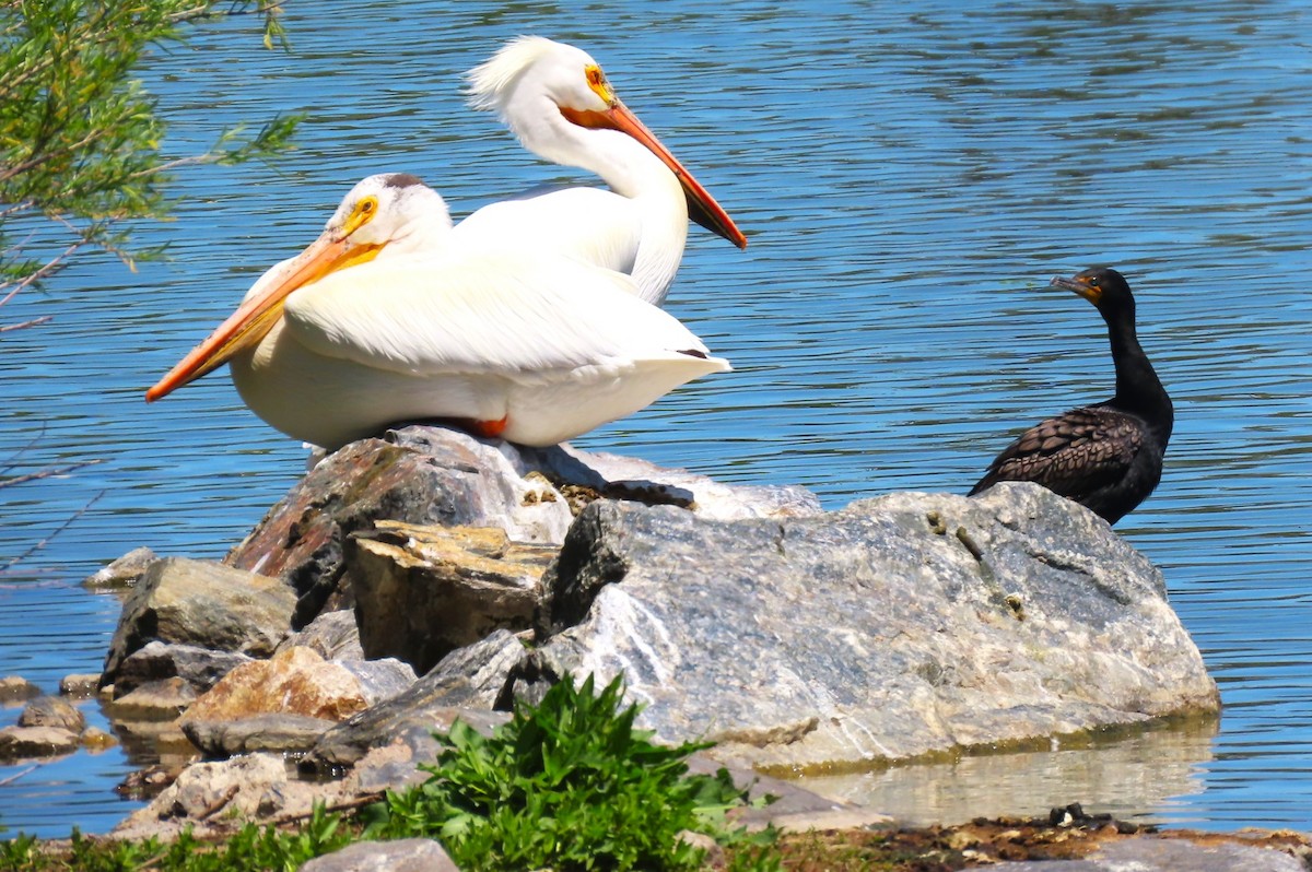 pelikán severoamerický - ML619142986