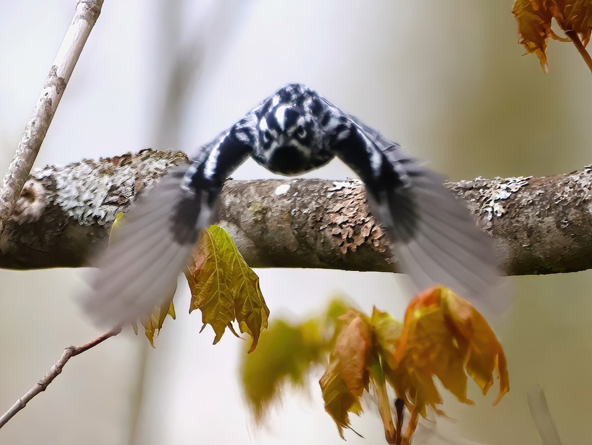 Black-and-white Warbler - ML619143009