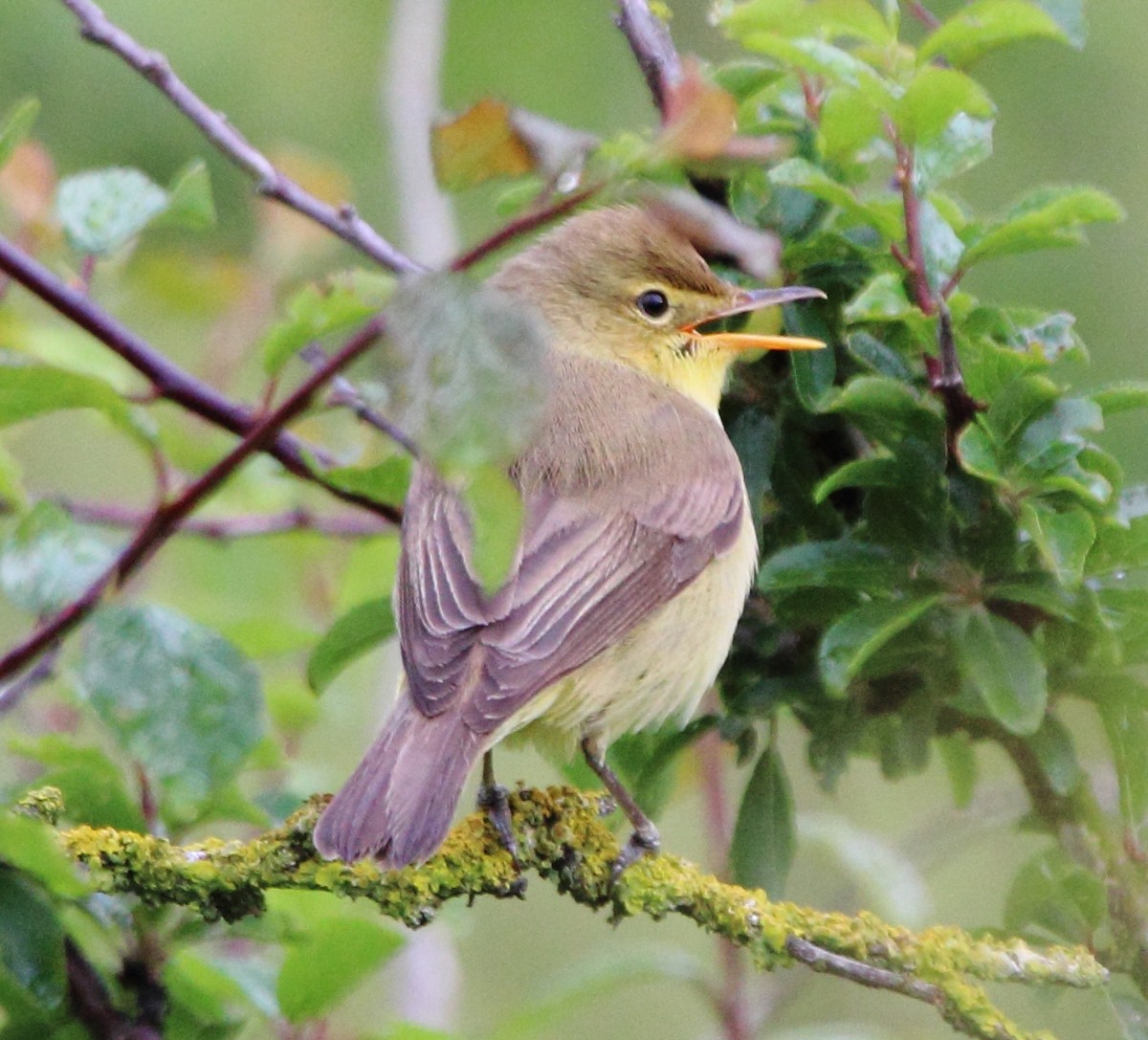 Melodious Warbler - ML619143026