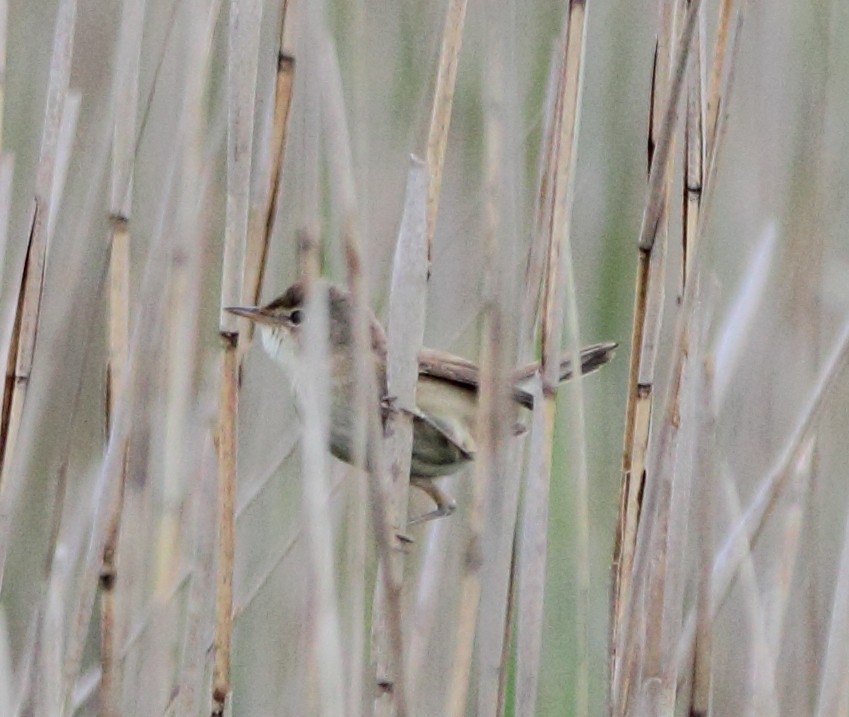 Common Reed Warbler - ML619143055
