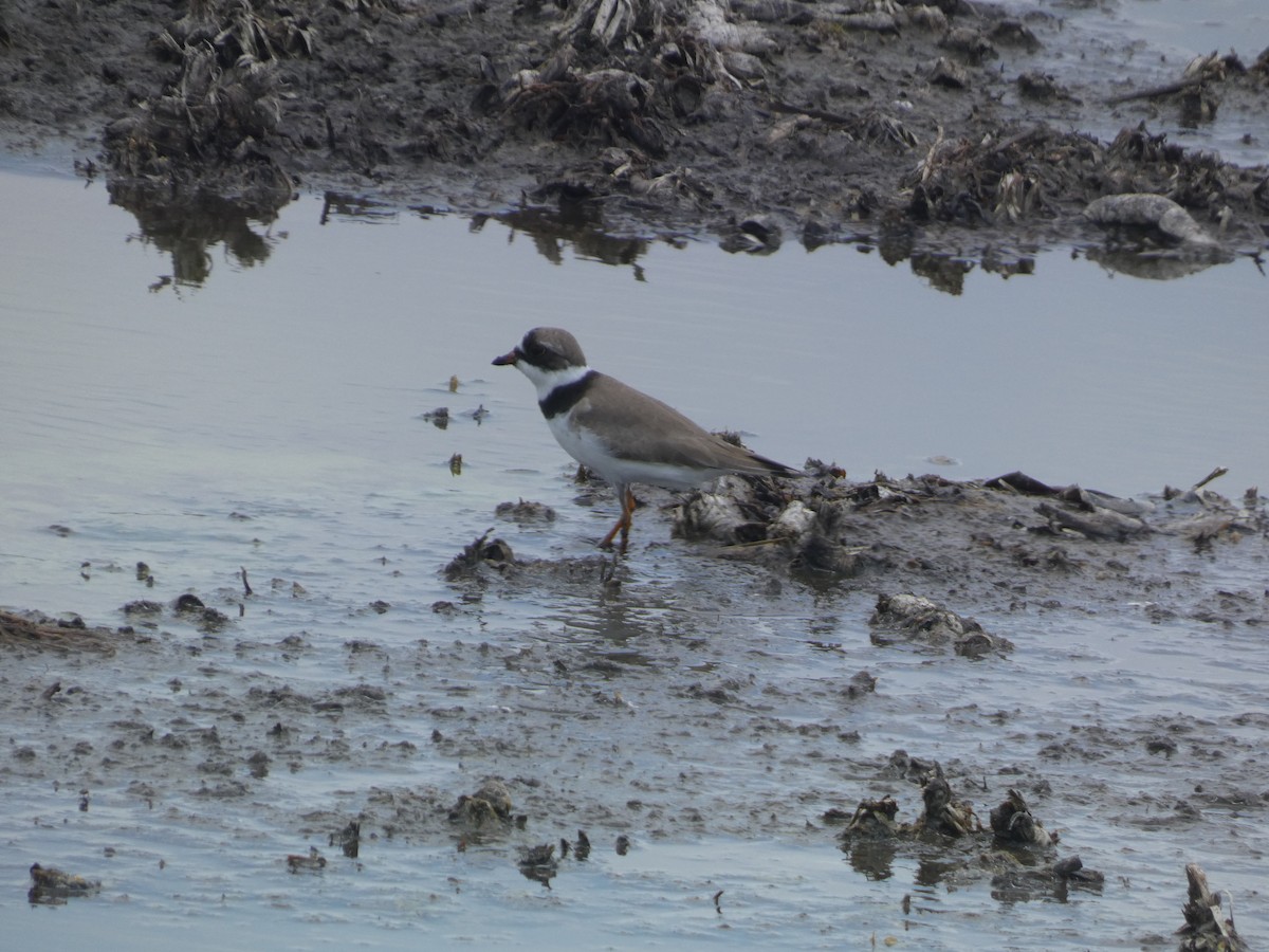 Semipalmated Plover - ML619143061