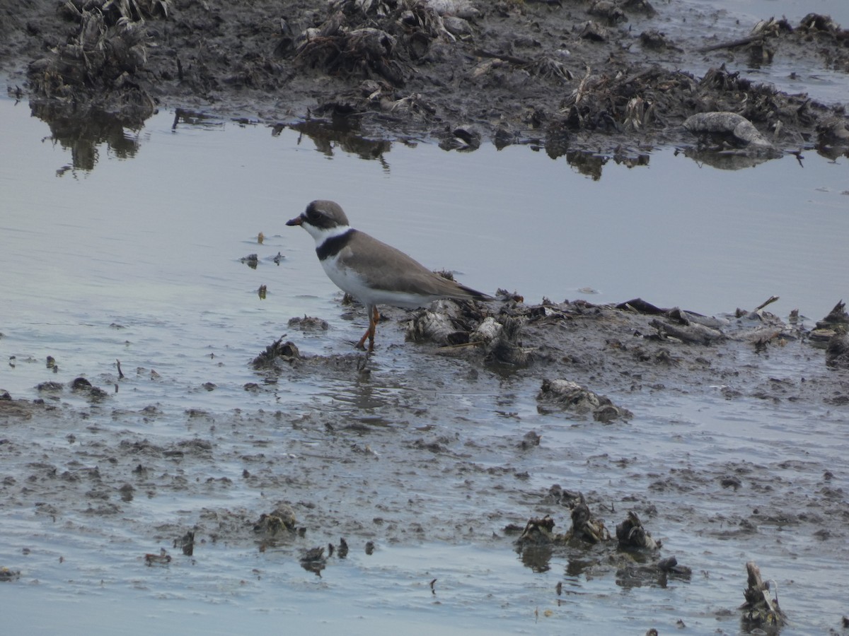 Semipalmated Plover - ML619143062