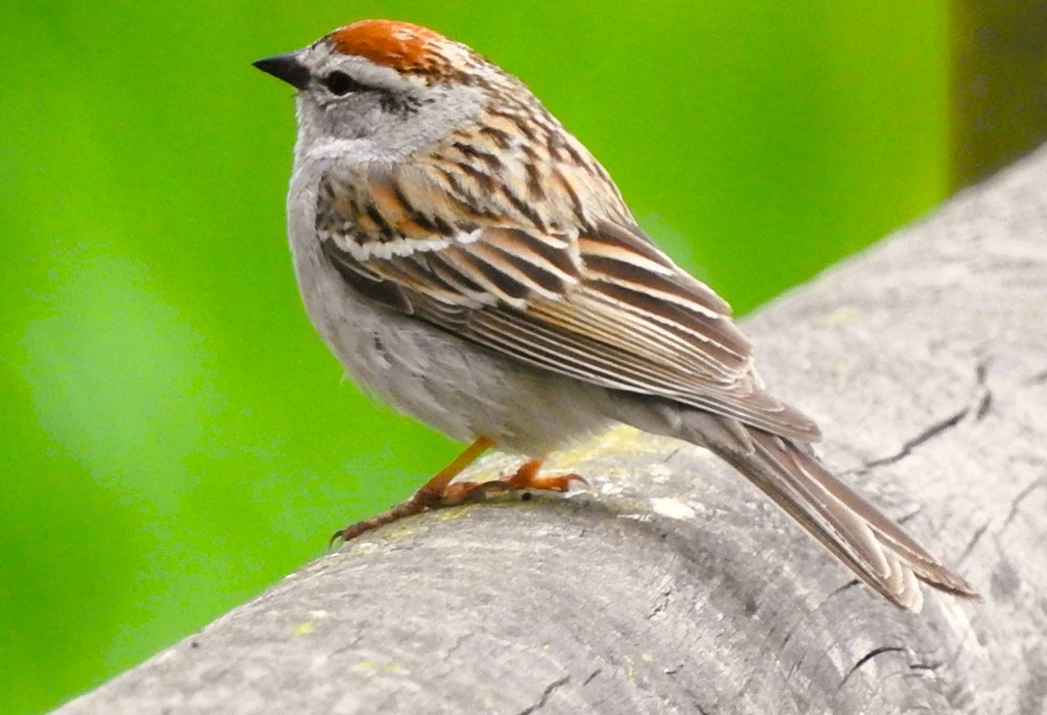 Chipping Sparrow - ML619143086
