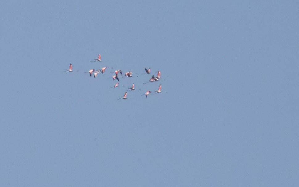 Розовый фламинго - ML619143172