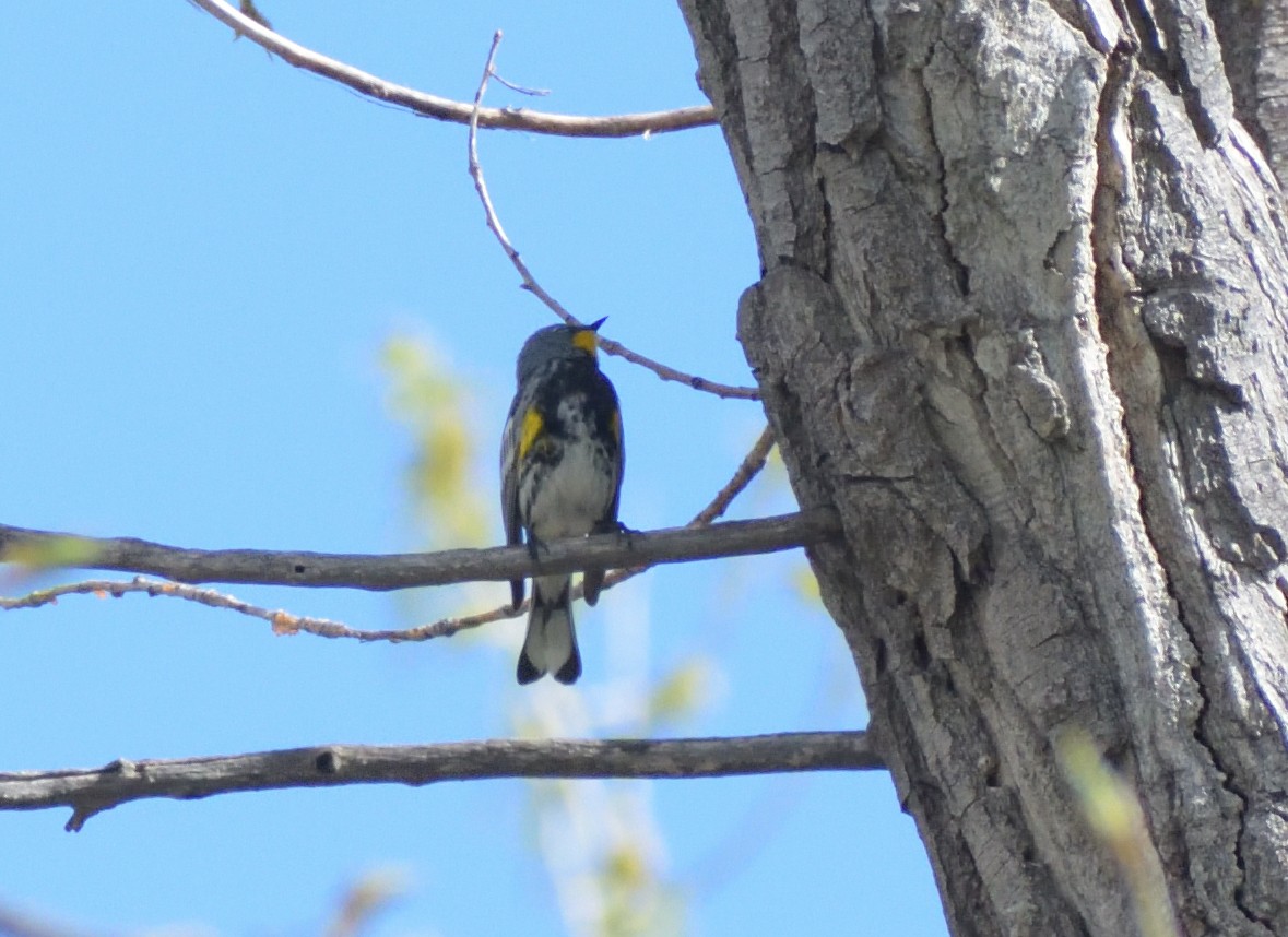 Yellow-rumped Warbler (Audubon's) - ML619143179