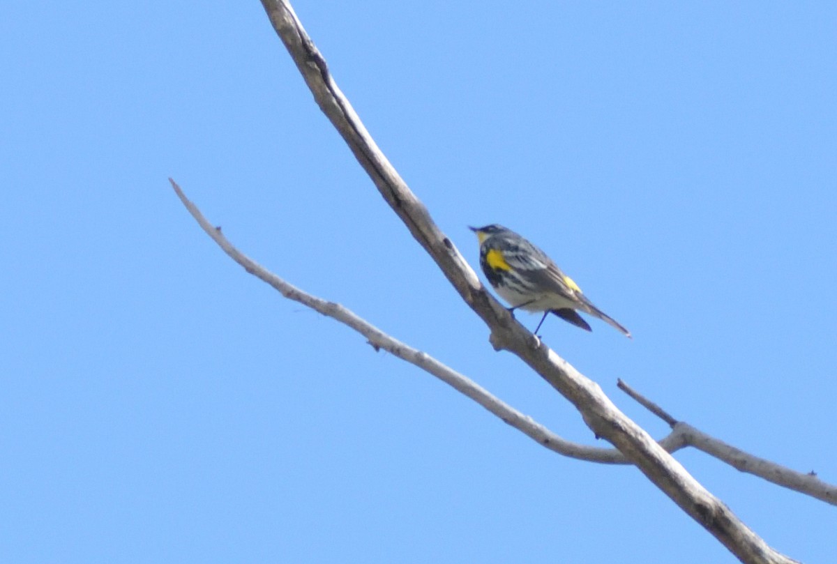 Yellow-rumped Warbler (Myrtle x Audubon's) - ML619143202