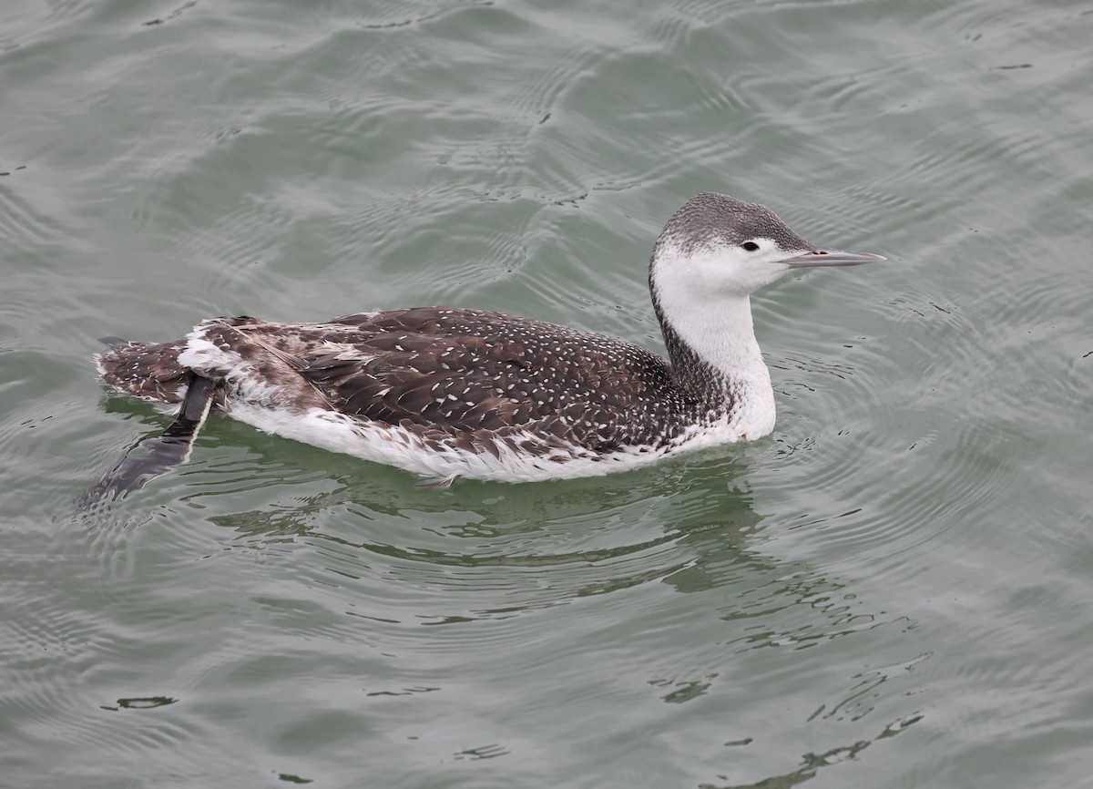 Red-throated Loon - ML619143233
