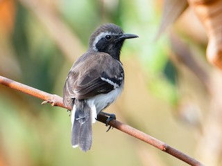  - Northern White-fringed Antwren