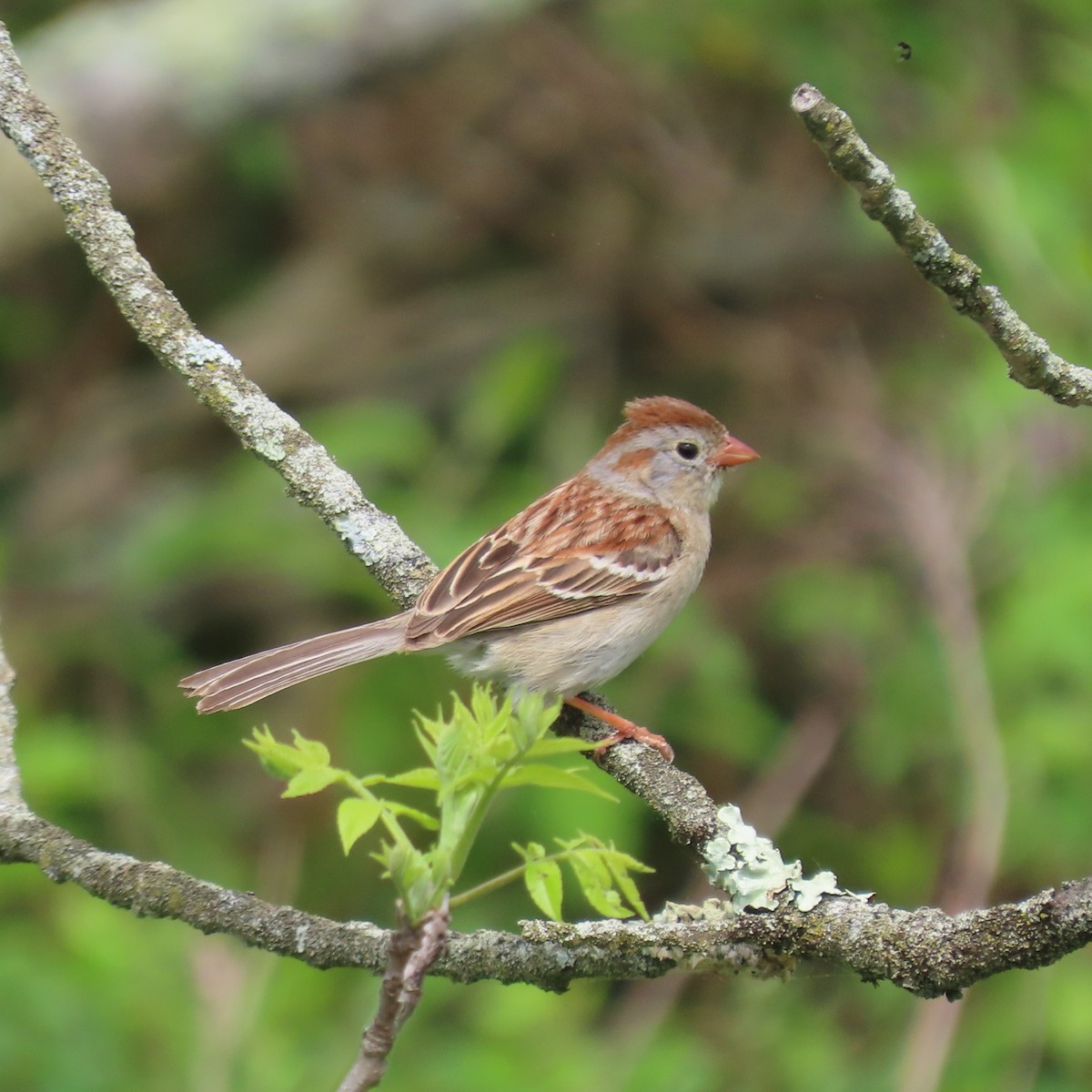 Field Sparrow - ML619143298